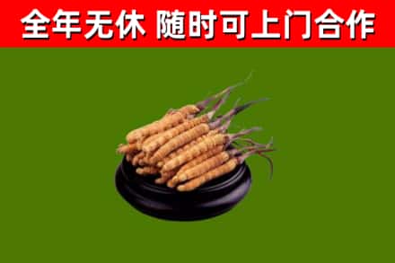 克东烟酒回收冬虫夏草.jpg
