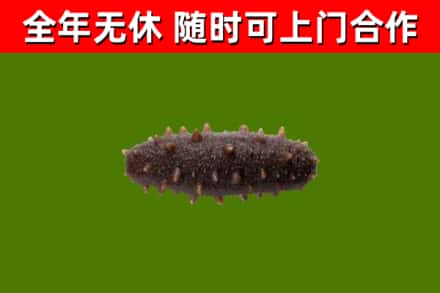 克东回收海参干